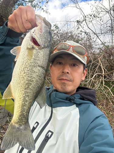 ラージマウスバスの釣果