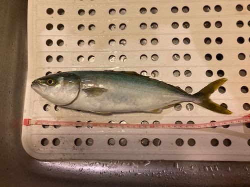 網代浜海水浴場