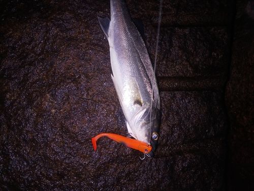 スズキの釣果