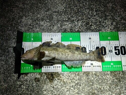 アイナメの釣果