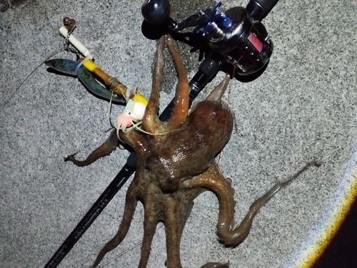 タコの釣果