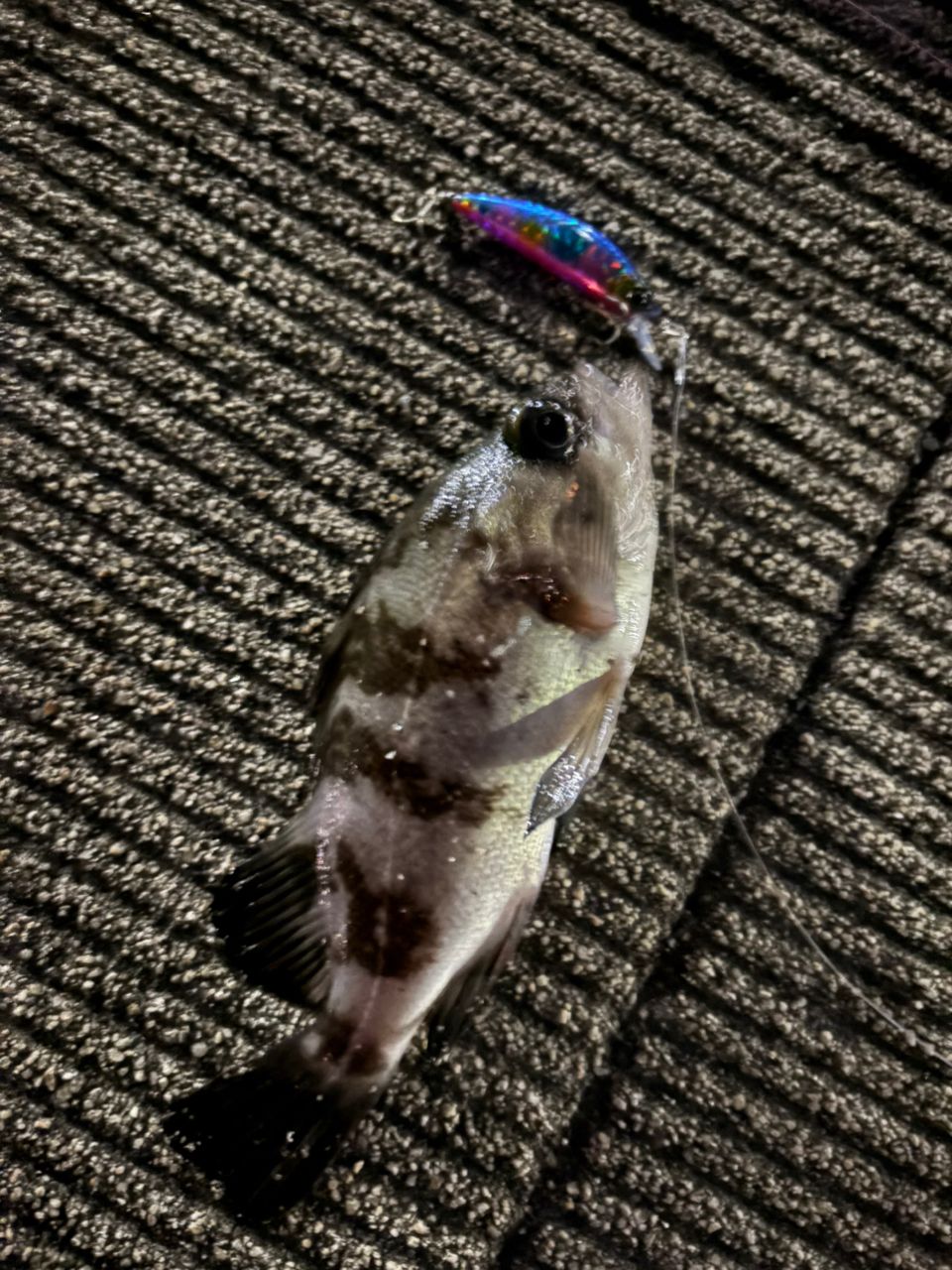 DAIWA 22シルバーウルフ MX 76ML-Sの最安値・インプレ・釣果 | 本音の