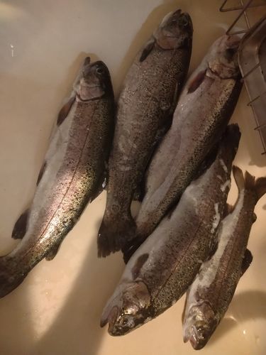 ニジマスの釣果