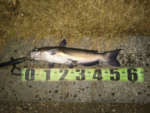 桜川河口（茨城）