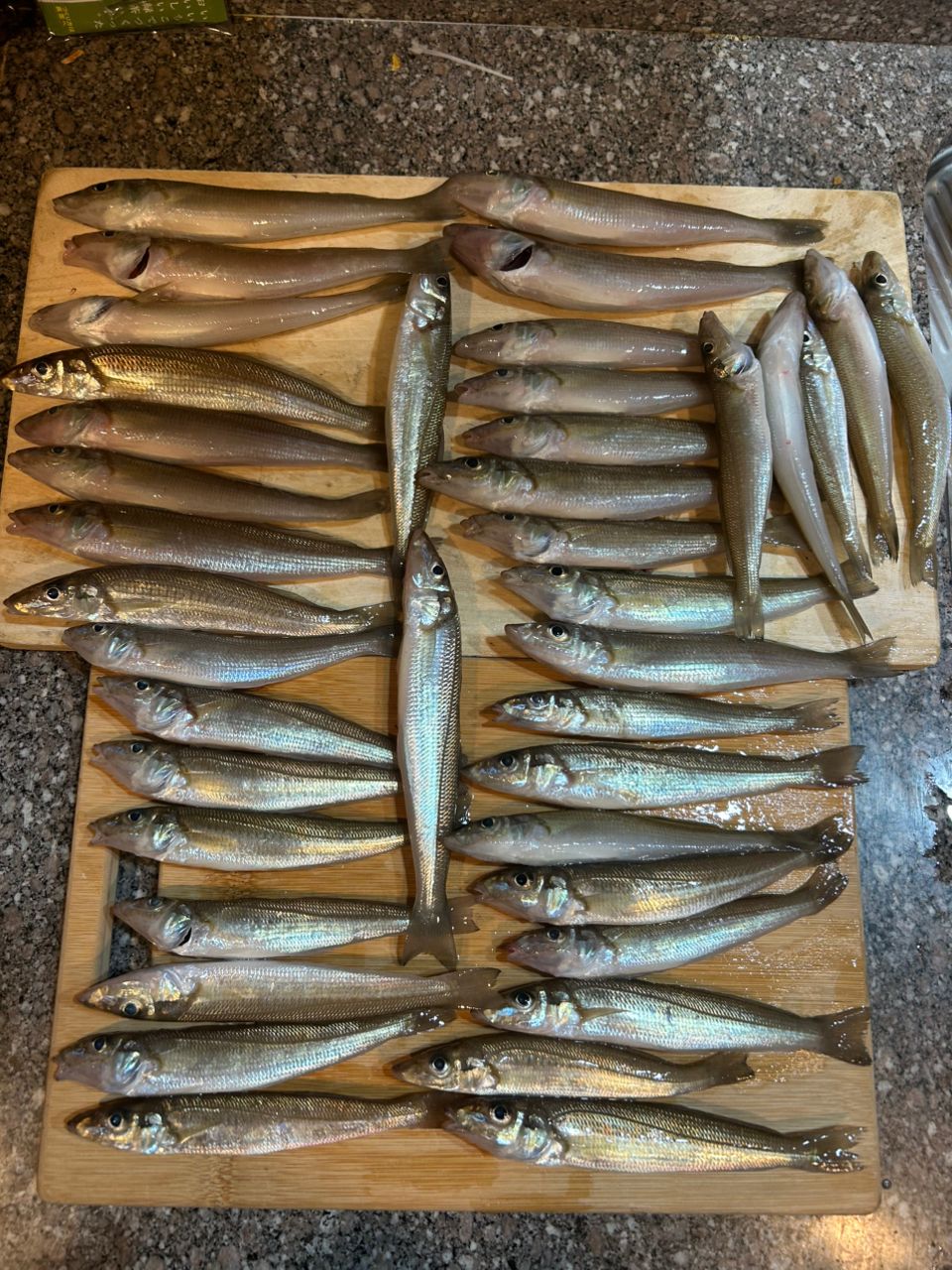 ひでそのさんの釣果 1枚目の画像