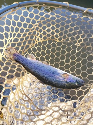 ニジマスの釣果