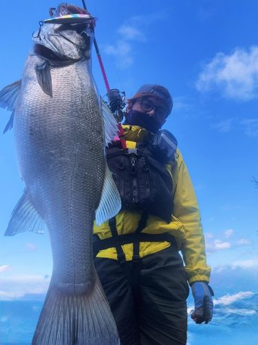 ヒラスズキの釣果