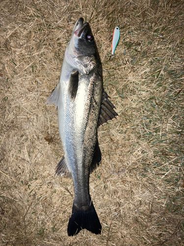 大村湾（南部）