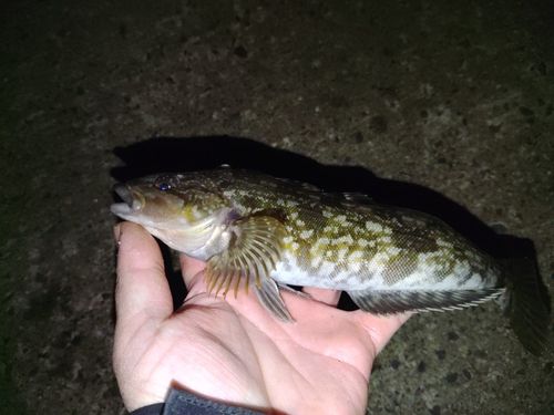 アイナメの釣果