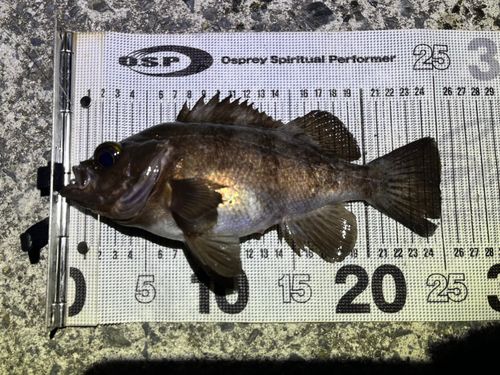 シロメバルの釣果