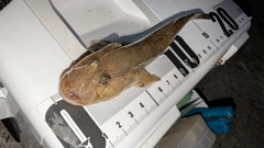 マハゼの釣果