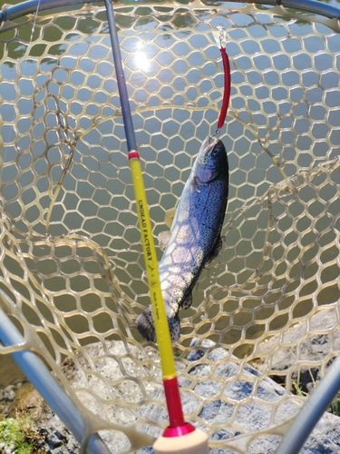 ニジマスの釣果