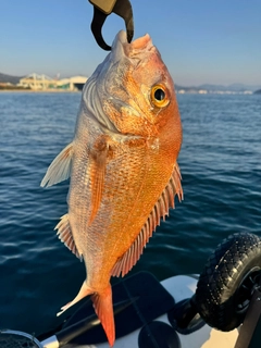 マダイの釣果