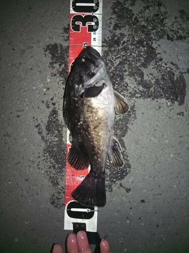 アイナメの釣果