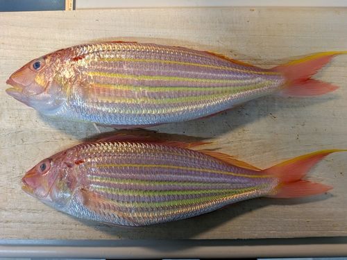 イトヨリダイの釣果