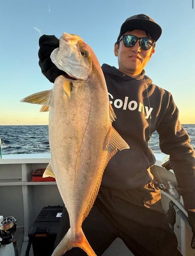 カンパチの釣果