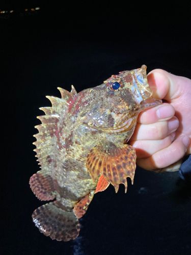 ベッコウゾイの釣果