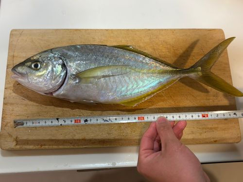 シマアジの釣果