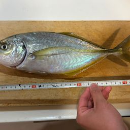 シマアジ