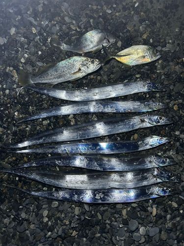 タチウオの釣果