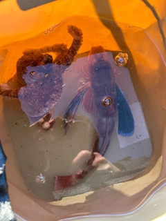 ホウボウの釣果