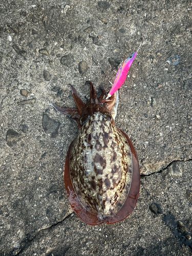コウイカの釣果