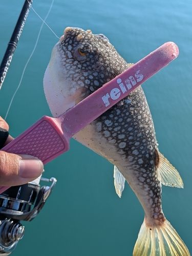 ショウサイフグの釣果