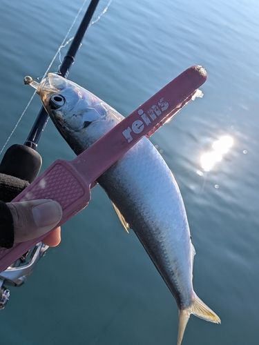 カタボシイワシの釣果