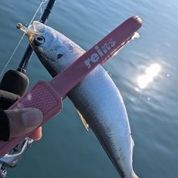 カタボシイワシ