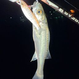 セイゴ（マルスズキ）