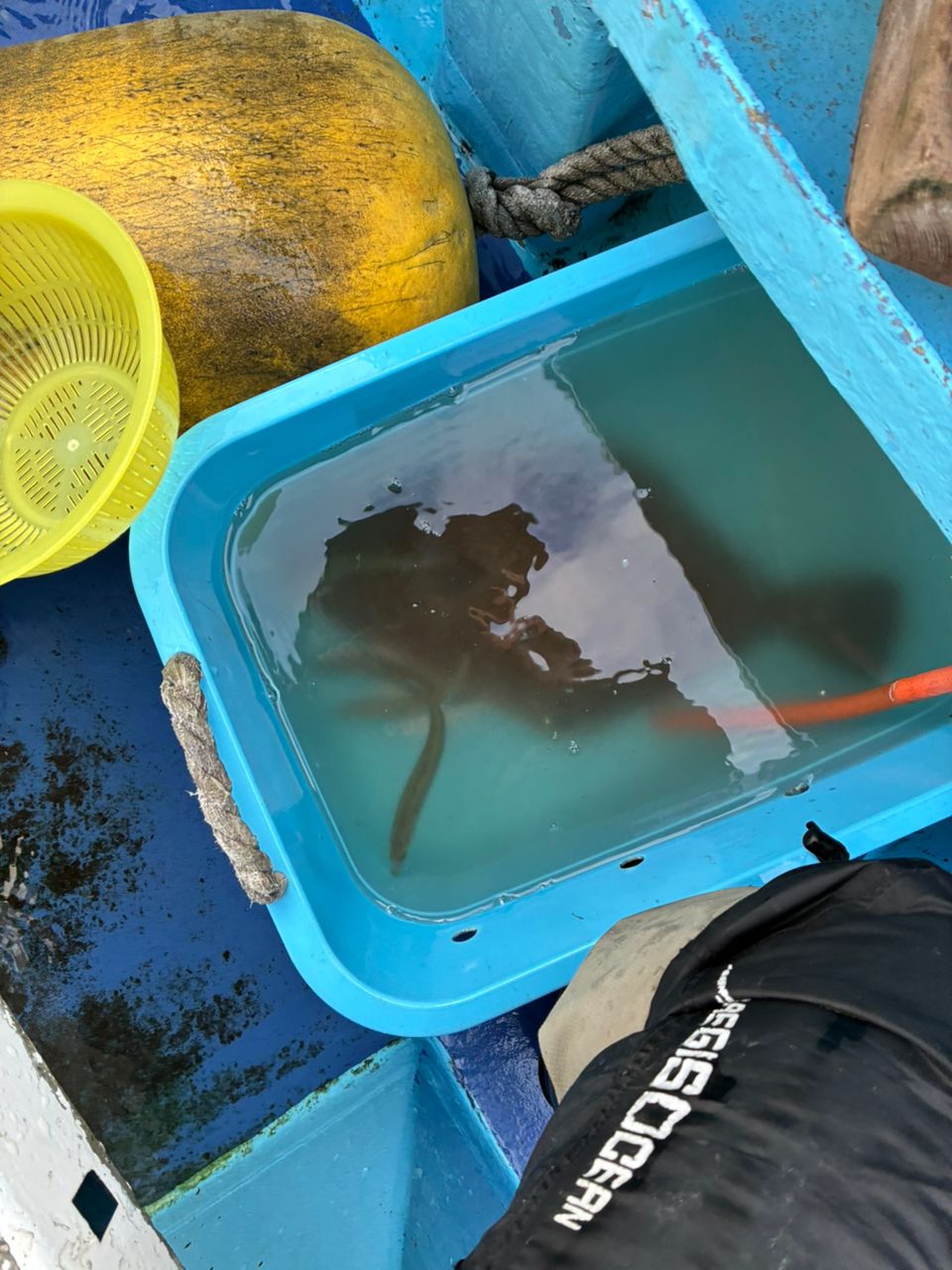 AiSakiさんの釣果 1枚目の画像