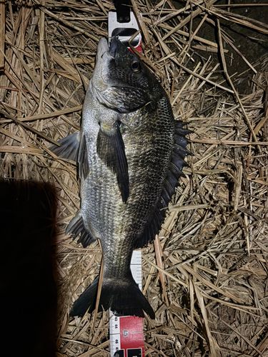 クロダイの釣果