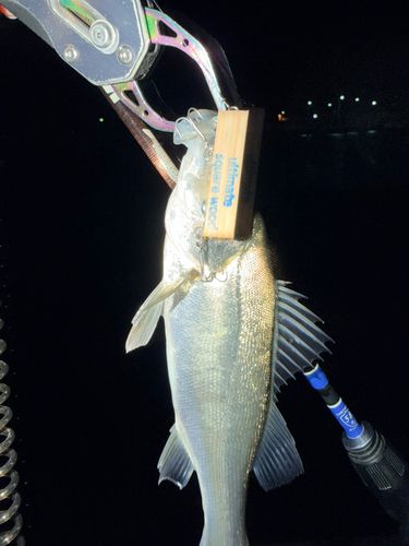 セイゴ（マルスズキ）の釣果