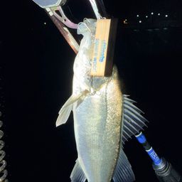 セイゴ（マルスズキ）