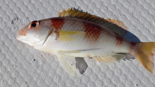 タマガシラの釣果