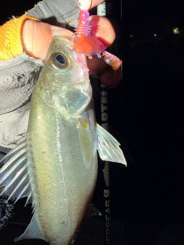 セイゴ（マルスズキ）の釣果