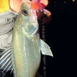 セイゴ（マルスズキ）