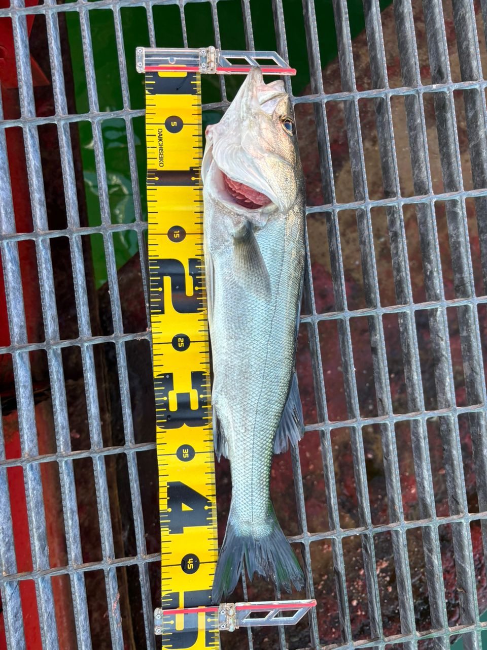 ハネ（マルスズキ）