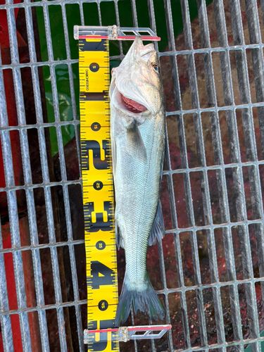 尼崎市立魚つり公園