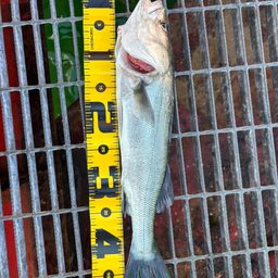 ハネ（マルスズキ）