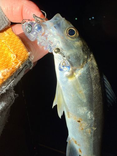セイゴ（マルスズキ）の釣果