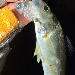 セイゴ（マルスズキ）