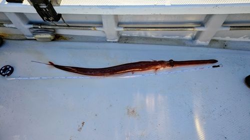 アカヤガラの釣果