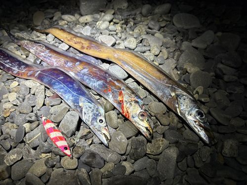 タチウオの釣果