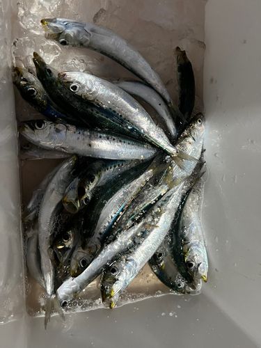 イワシの釣果