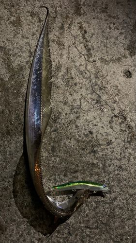 タチウオの釣果