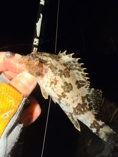 ベッコウゾイの釣果