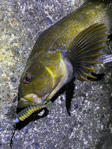 アイナメの釣果