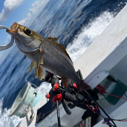 イサキの釣果