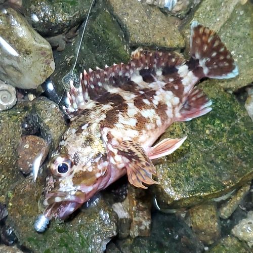 カサゴの釣果